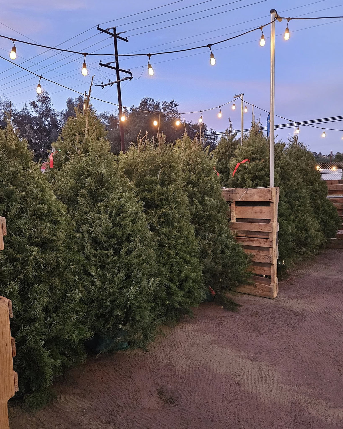 Adopt-A-Tree Donations