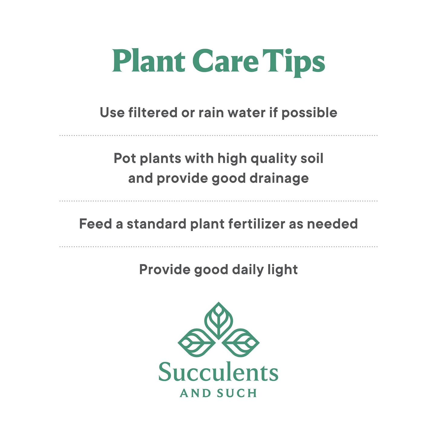 Christmas Holiday Mini Live Tree