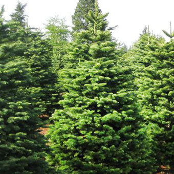 Fresh Cut Noble Fir Christmas Trees