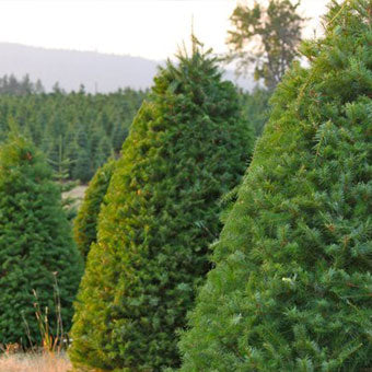 Fresh Cut Douglas Fir Christmas Trees