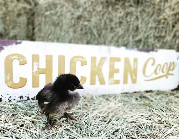 Day Old Chicks