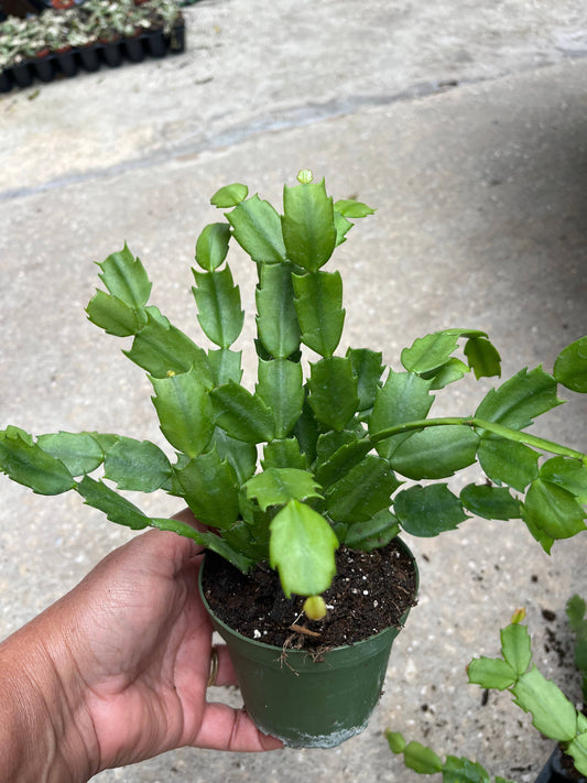 4" Potted Christmas/Holiday Cactus Plants