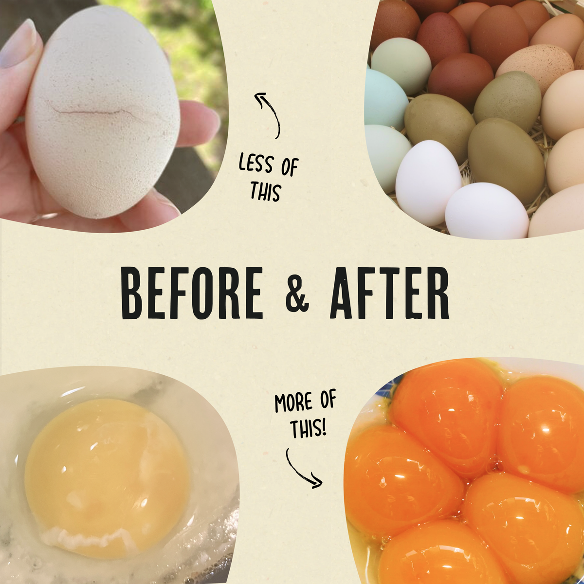 Gold Dust | Daily Egg Booster for Poultry | Vet approved
