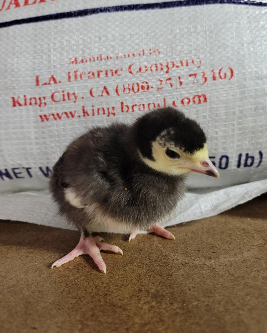 Day Old Turkey Poults