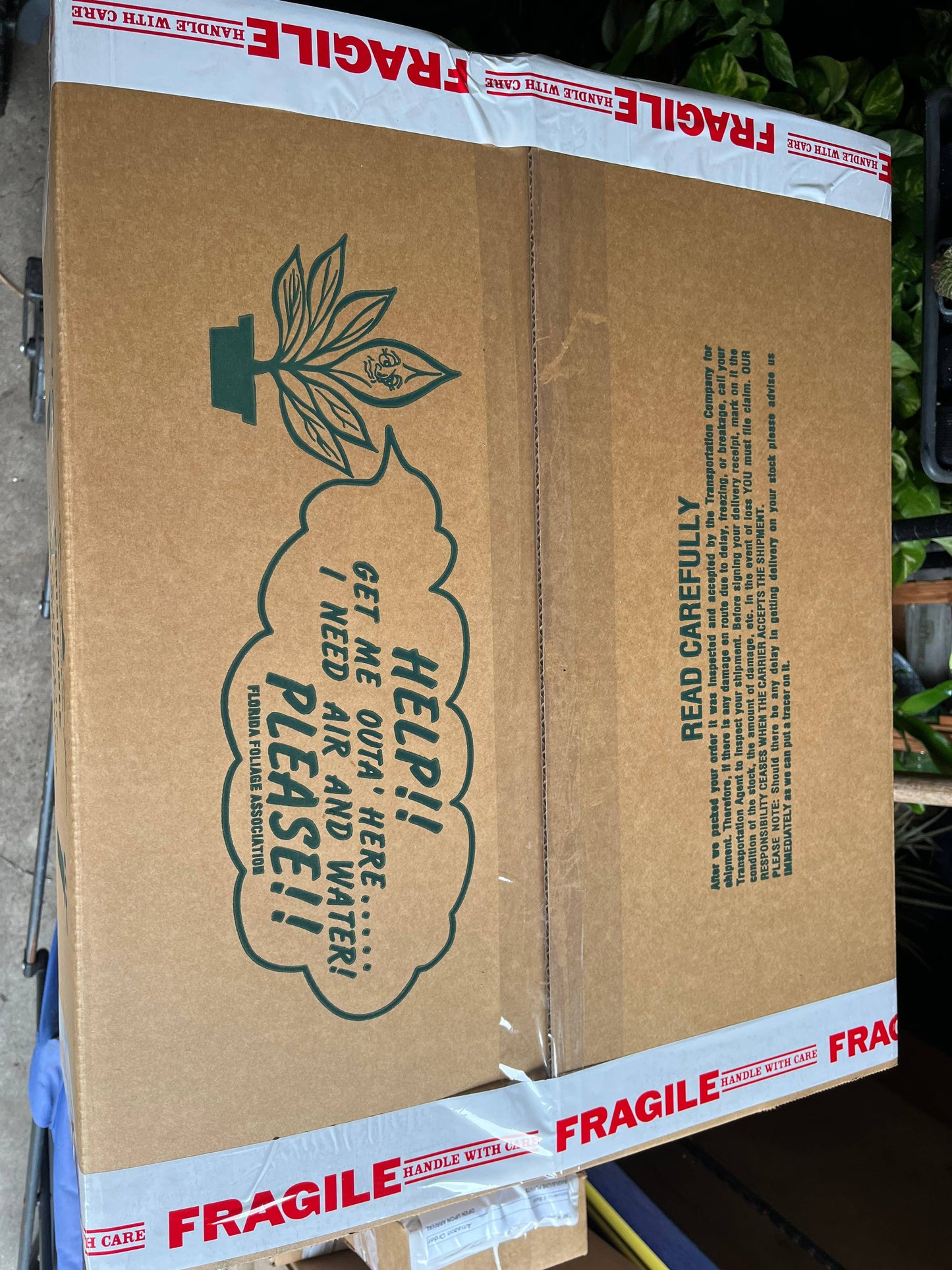 4" Potted Christmas/Holiday Cactus Plants