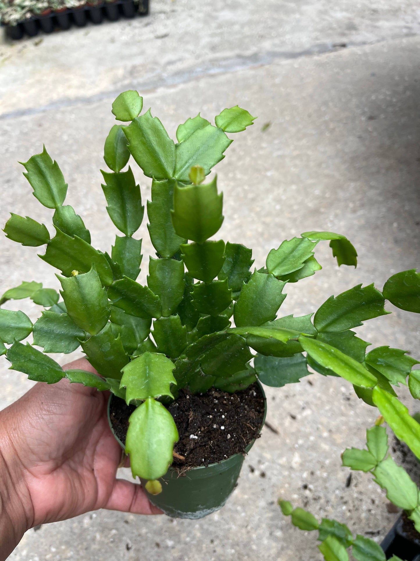4" Potted Christmas/Holiday Cactus Plants