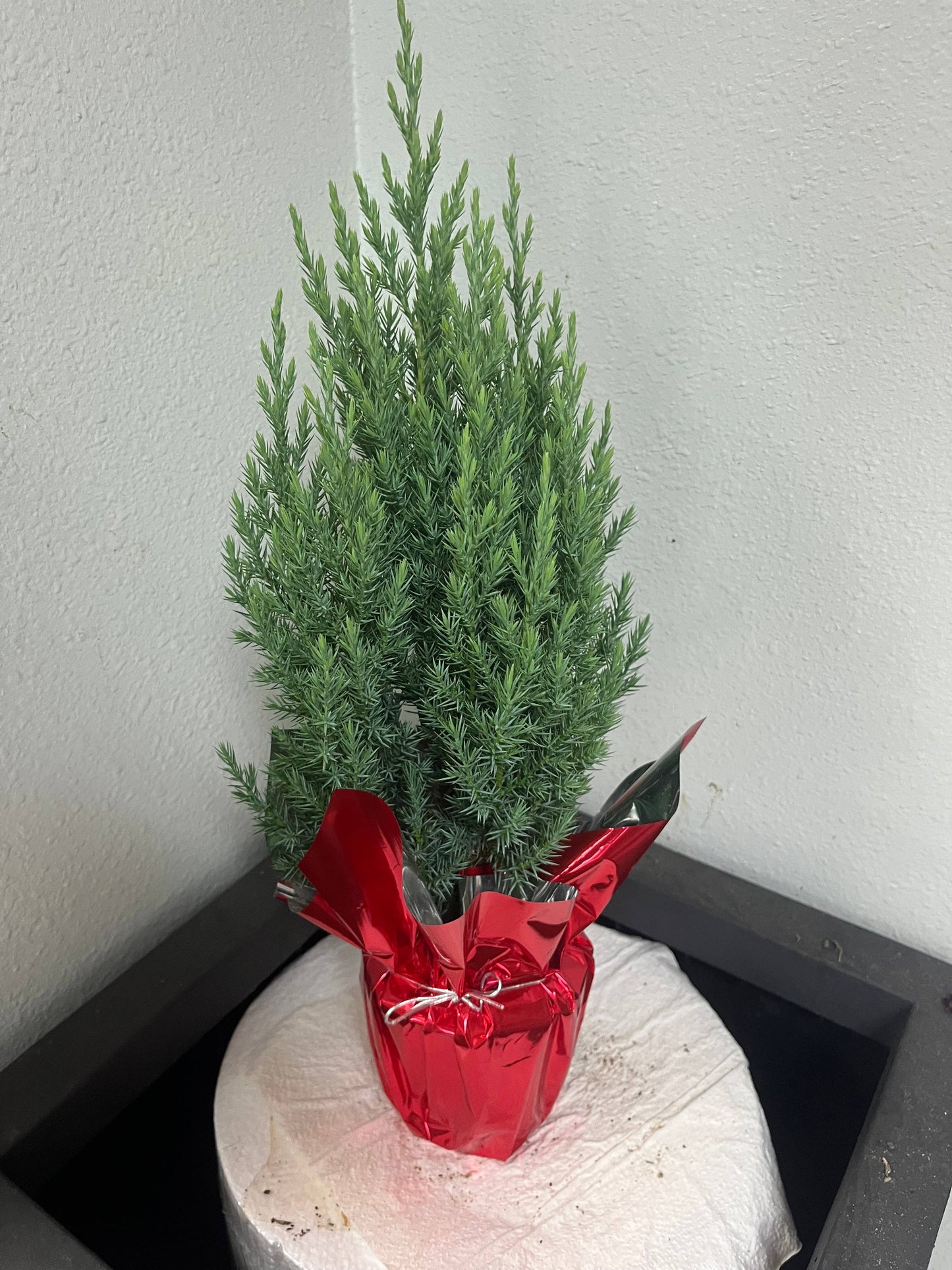 Christmas Holiday Mini Live Tree