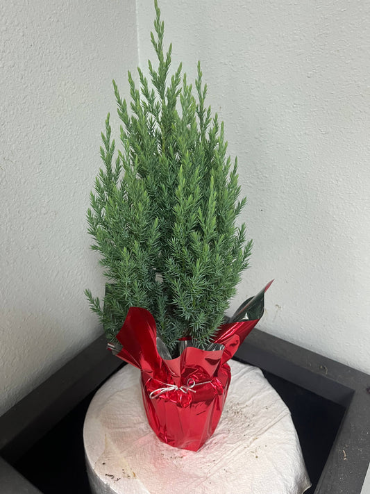 Christmas Holiday Mini Live Tree