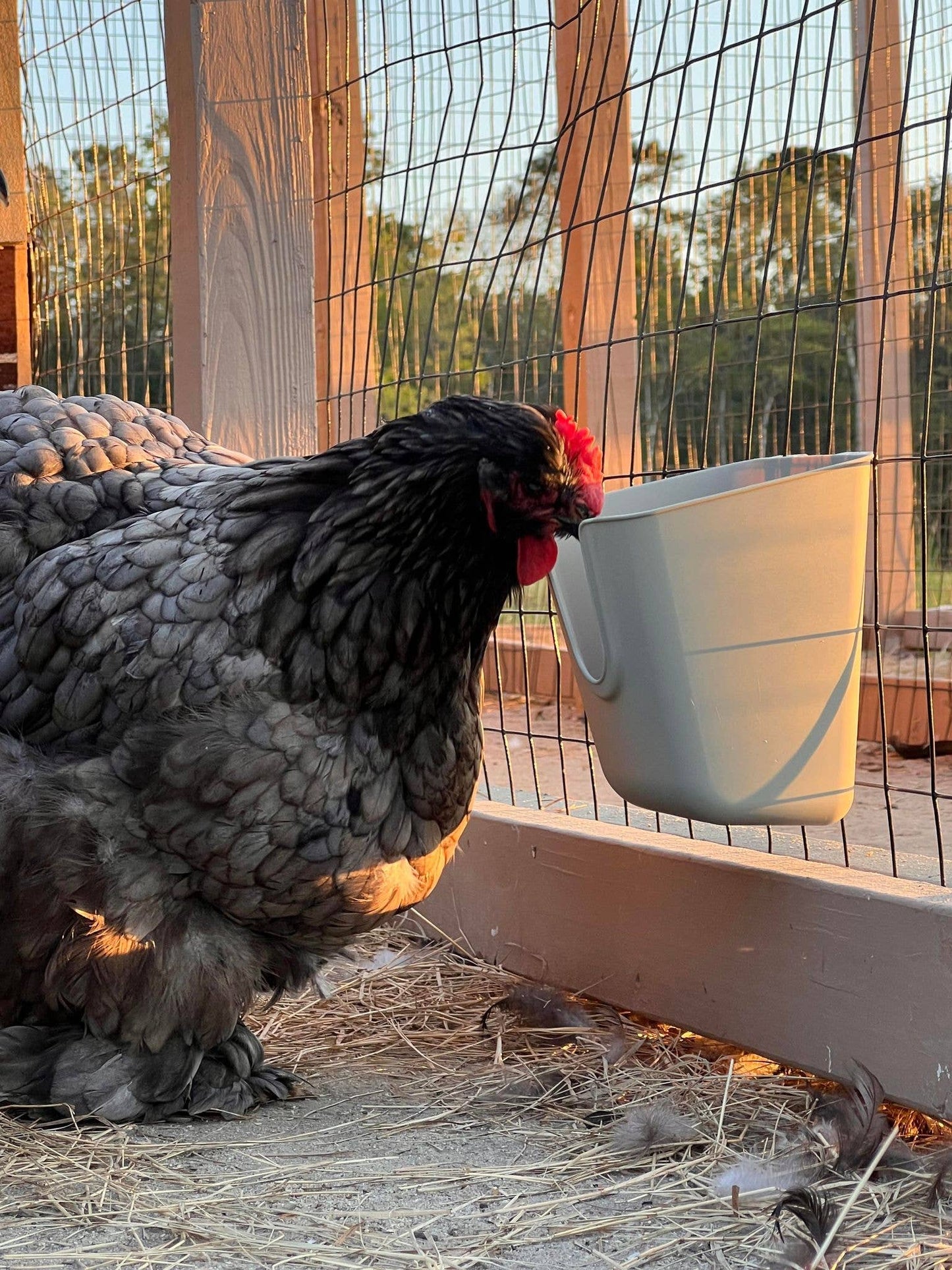 VFeedr V-Cup Hanging Chicken Coop Cage Cup 27 oz / 800ml