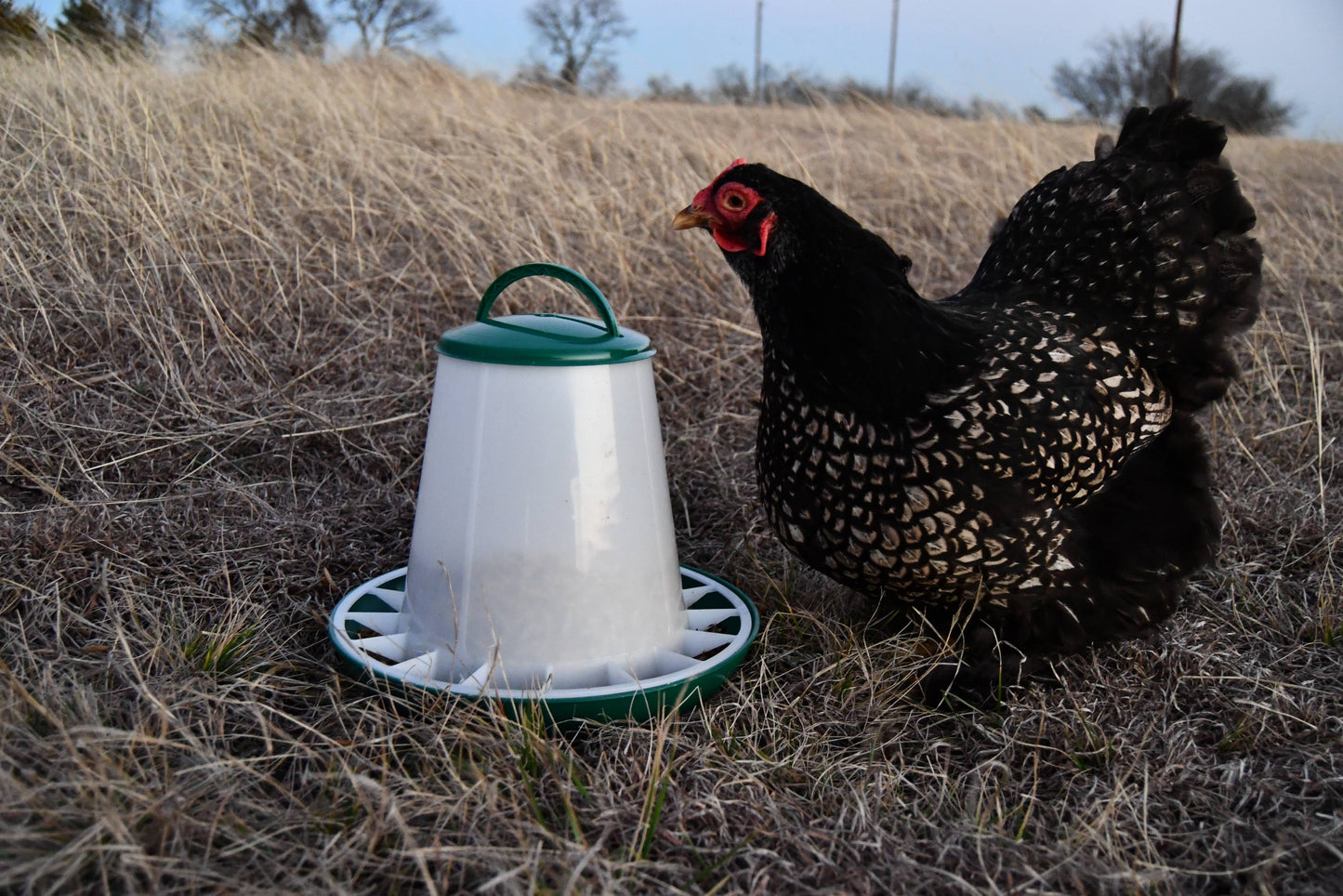 Poultry Hopper Feeder 1kg / 6.5lbs with Lid, Green