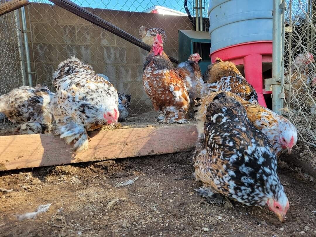 Day Old Chicks